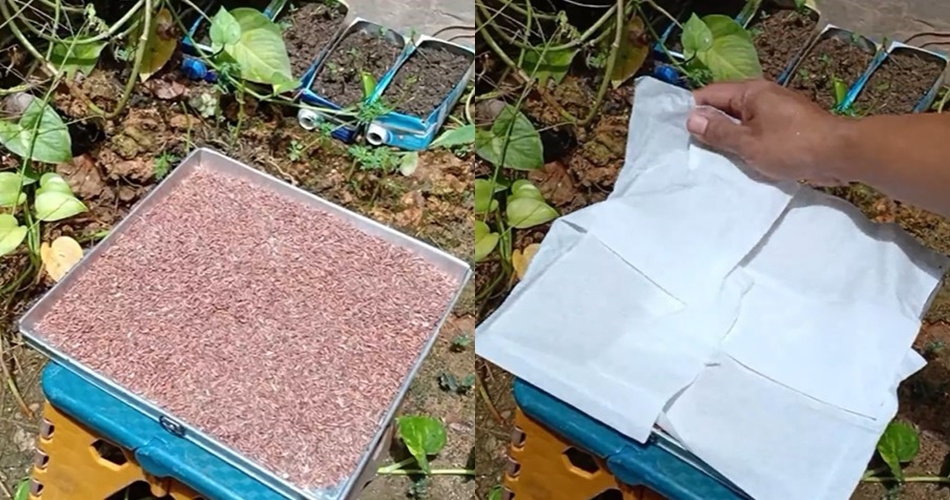 Cuma pakai satu alat, begini cara sederhana usir kutu dari tumpukan beras