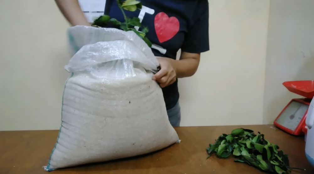Cara menyimpan beras dalam karung agar tidak berkutu dan bau apek, cukup tambah satu bahan dapur