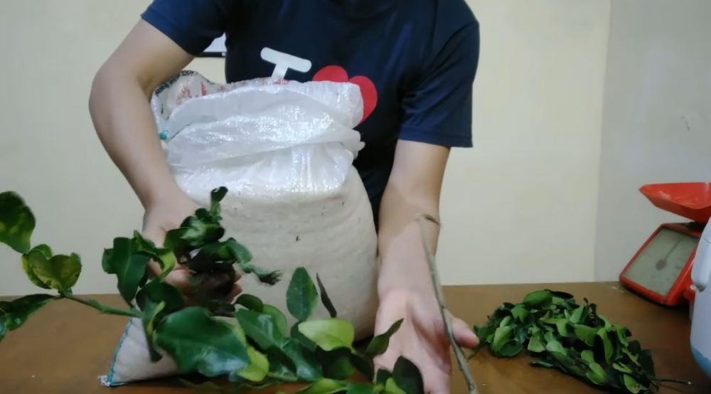 Cara menyimpan beras dalam karung agar tidak berkutu dan bau apek, cukup tambah satu bahan dapur