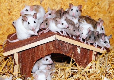 11 Arti mimpi melihat tikus, tanda datangnya masalah dalam kehidupan nyata