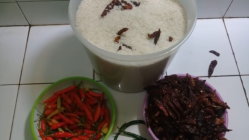 Bukan pakai daun salam atau jeruk, ini trik ampuh mengusir kutu pada beras