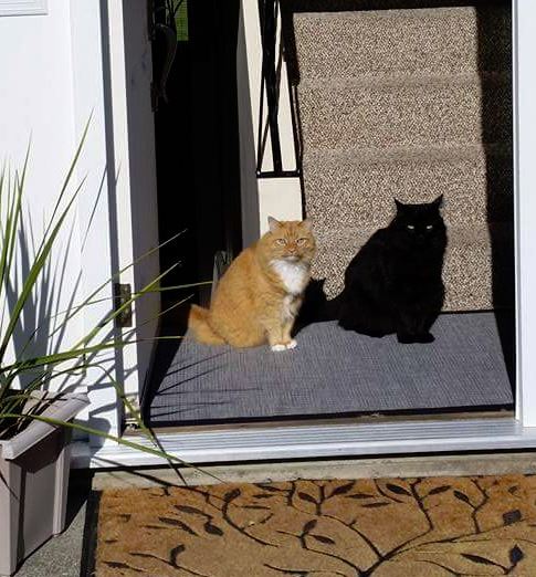 momen kebetulan nyeleneh © Berbagai sumber