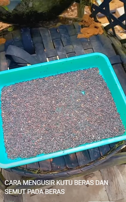 Tanpa bahan apapun, begini trik mudah mengusir semut dan kutu di beras