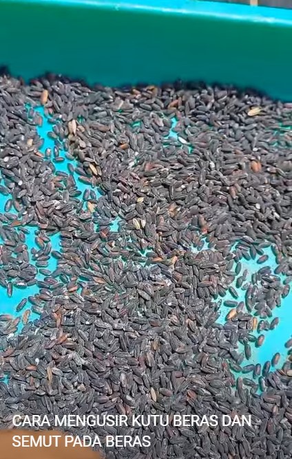 Tanpa bahan apapun, begini trik mudah mengusir semut dan kutu di beras