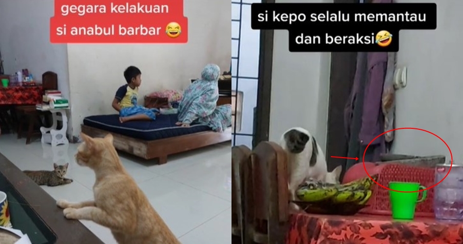 Aksi wanita tunjukkan fungsi lain cobek batu ini bikin tercengang sekaligus kagum