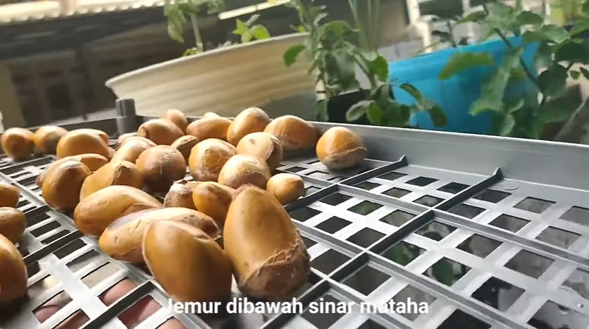 Trik jitu merebus biji buah durian untuk dikonsumsi agar empuk dan tak berlendir
