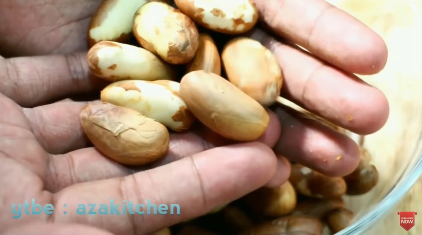 Trik merebus biji nangka agar bebas getah dan hemat gas, simpel cuma 12 menit