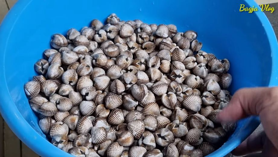 Tanpa bahan tambahan, ini trik merebus kerang dara agar cepat matang dan mekar dengan sendirinya