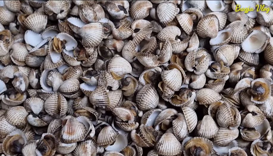 Tanpa bahan tambahan, ini trik merebus kerang dara agar cepat matang dan mekar dengan sendirinya