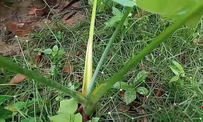 Cara ampuh menghilangkan getah lompong agar tak bikin gatal, pakai tiga bahan dapur