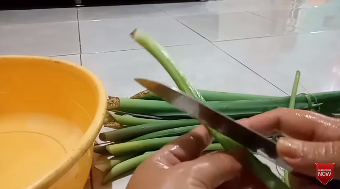 Cara ampuh menghilangkan getah lompong agar tak bikin gatal, pakai tiga bahan dapur