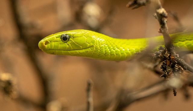15 Arti mimpi di gigit ular di kaki, benarkah isyarat hubunganmu terhambat?