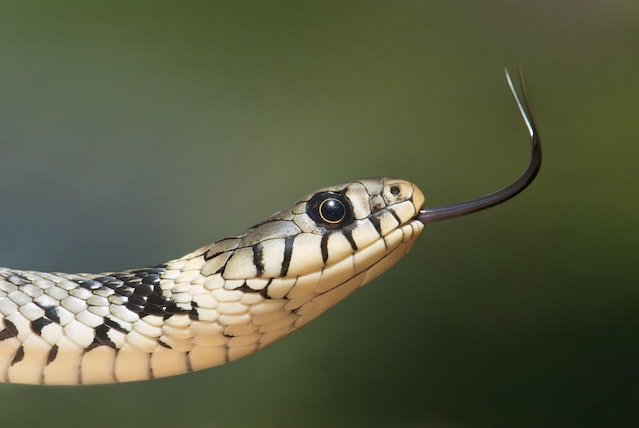 15 Arti mimpi di gigit ular di kaki, benarkah isyarat hubunganmu terhambat?