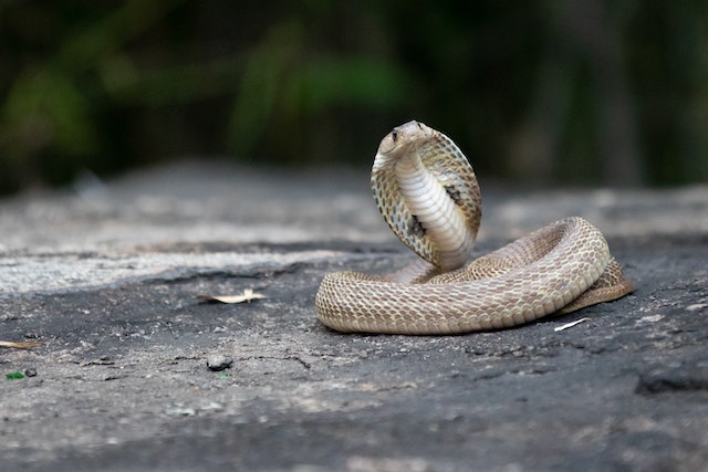 11 Arti mimpi ular putih, bisa jadi isyarat kebaikan dalam hidupmu