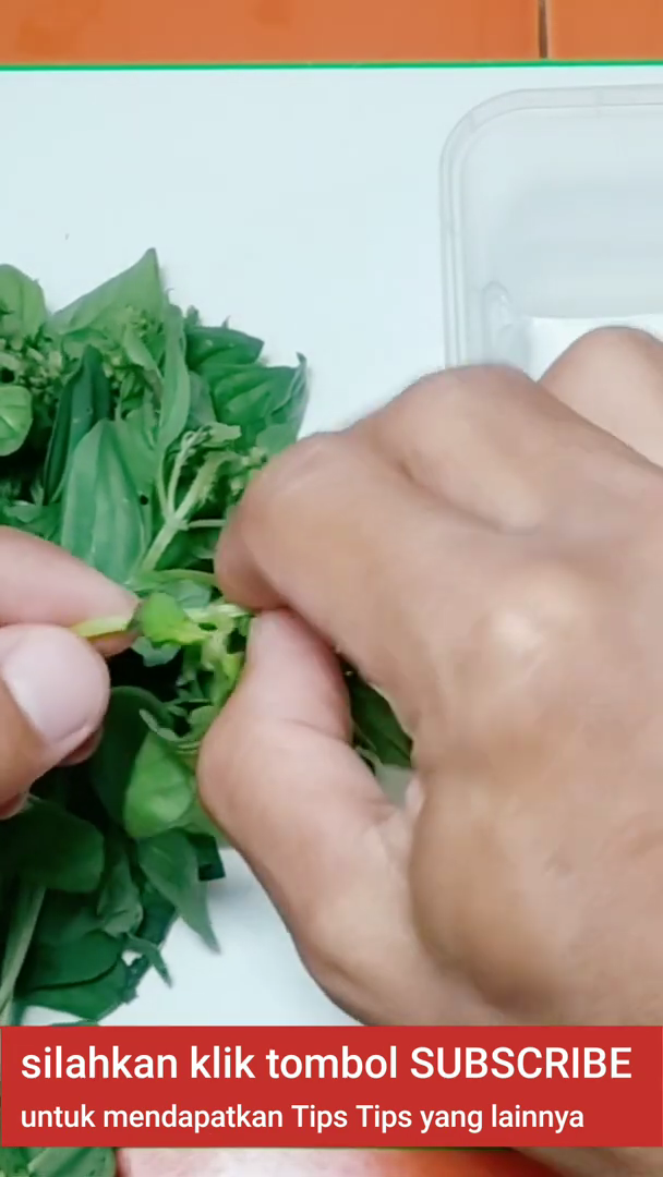 Tanpa bahan tambahan, ini trik simpan kemangi agar tetap segar dan tidak menguning selama berhari-hari