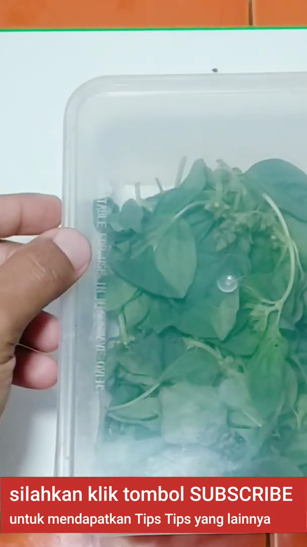 Tanpa bahan tambahan, ini trik simpan kemangi agar tetap segar dan tidak menguning selama berhari-hari