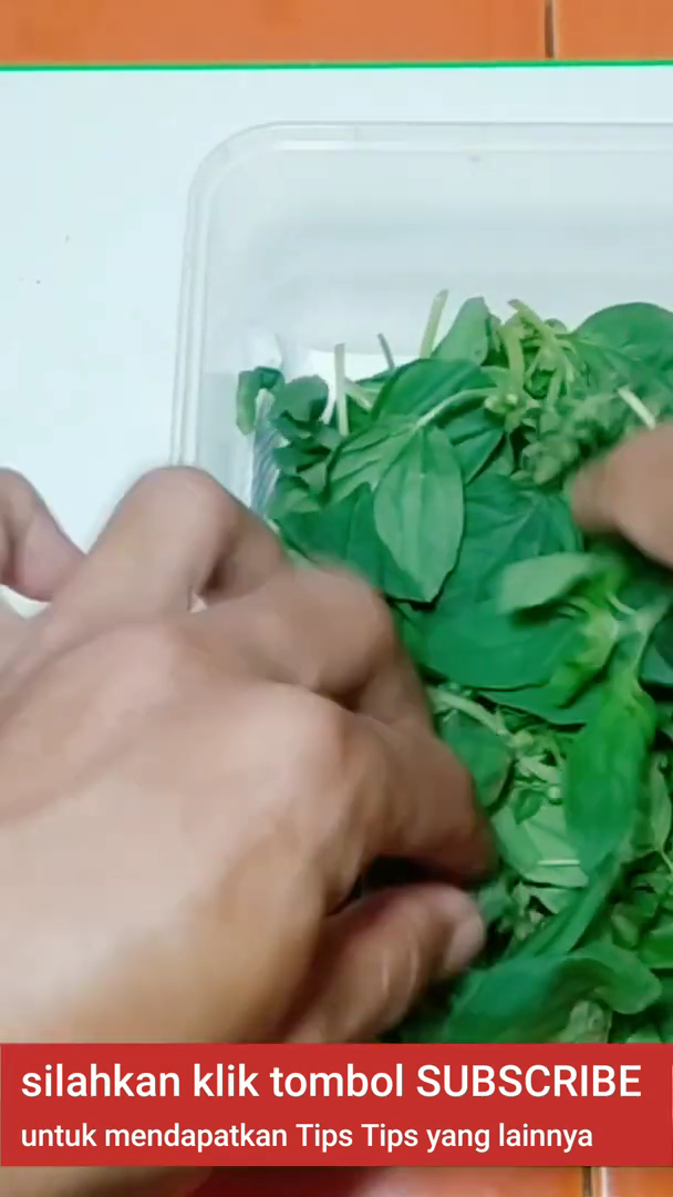 Tanpa bahan tambahan, ini trik simpan kemangi agar tetap segar dan tidak menguning selama berhari-hari