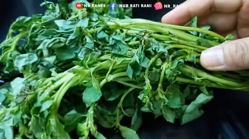 Cara jitu mengembalikan daun kemangi yang sudah layu segar lagi, cuma pakai dua bahan