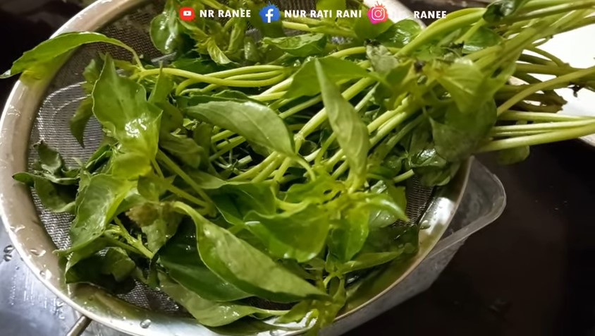 Cara jitu mengembalikan daun kemangi yang sudah layu segar lagi, cuma pakai dua bahan