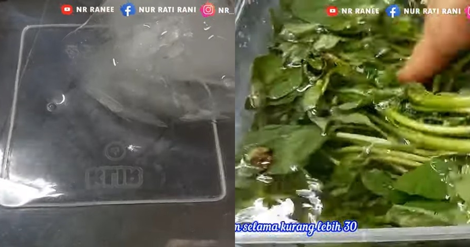 Cara jitu mengembalikan daun kemangi yang sudah layu segar lagi, cuma pakai dua bahan