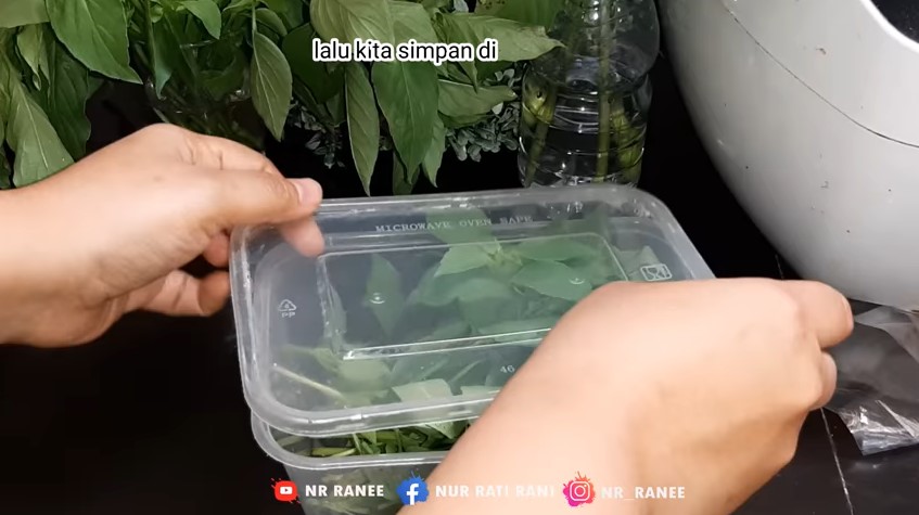 Cara jitu mengembalikan daun kemangi yang sudah layu segar lagi, cuma pakai dua bahan