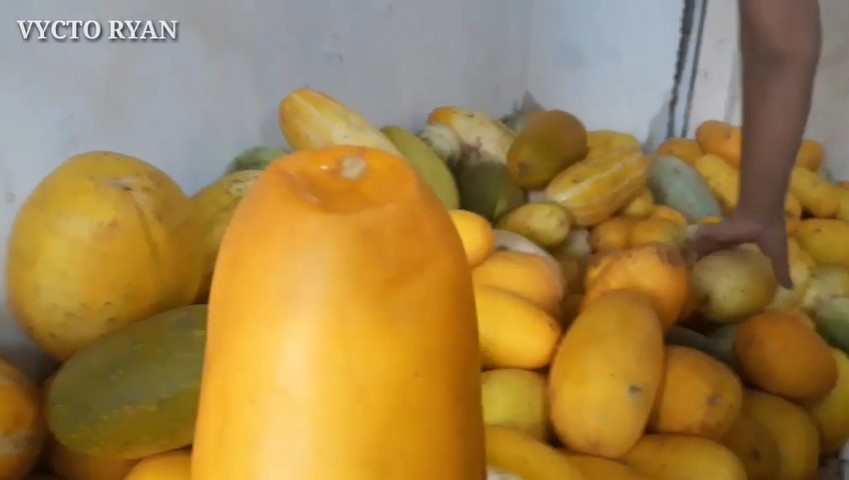 Trik jitu memilih timun suri yang matangnya pas, manis, dan cocok dijadikan minuman segar