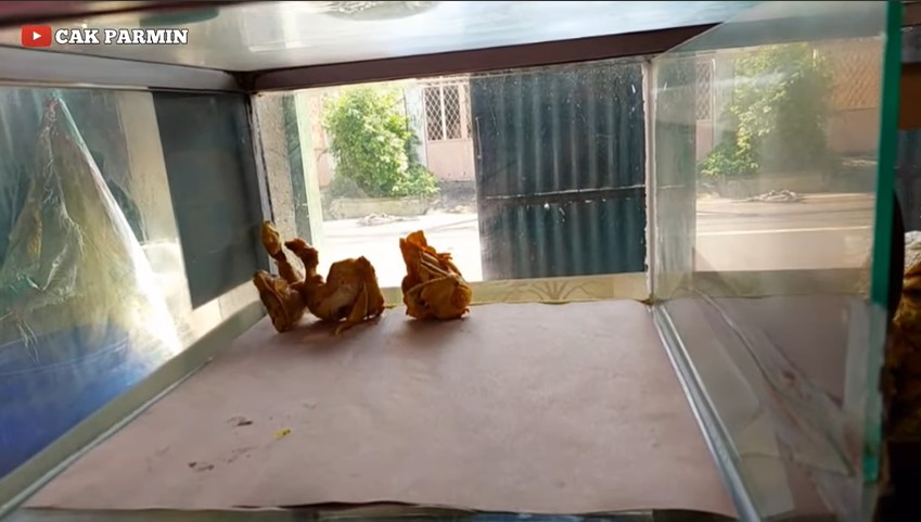 Trik agar ayam ungkep tak basi di suhu ruang, tetap kuning dan cantik seharian