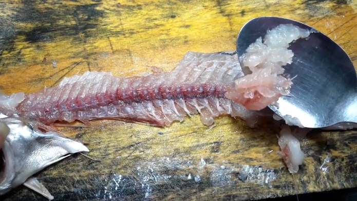 Cara mudah memfillet ikan, dijamin daging ikan tidak terbuang sia-sia