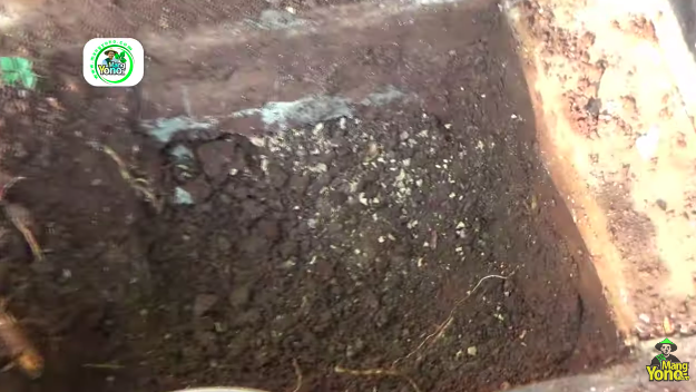 Tanpa dimasukkan kulkas, ini cara menyimpan jengkol mentah supaya awet hingga 4 bulan