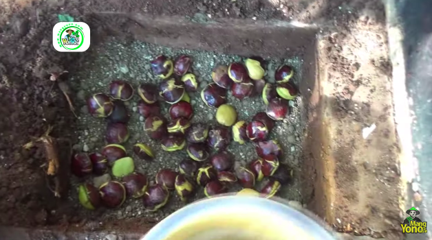 Tanpa dimasukkan kulkas, ini cara menyimpan jengkol mentah supaya awet hingga 4 bulan