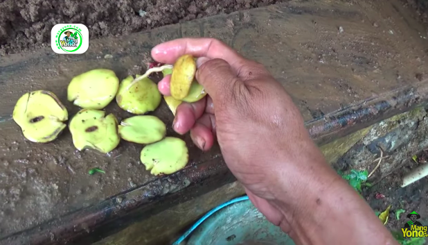Tanpa dimasukkan kulkas, ini cara menyimpan jengkol mentah supaya awet hingga 4 bulan