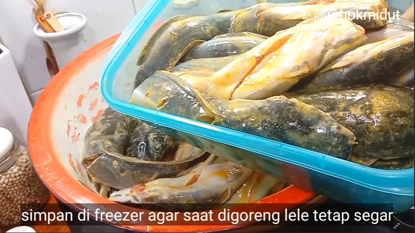 Cara jitu menyimpan ikan lele di kulkas, awet dan tetap segar hingga 2 bulan
