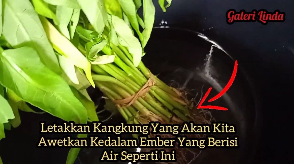 Tanpa kulkas, begini trik menyimpan kangkung agar tetap segar dan tak layu sampai 1 bulan