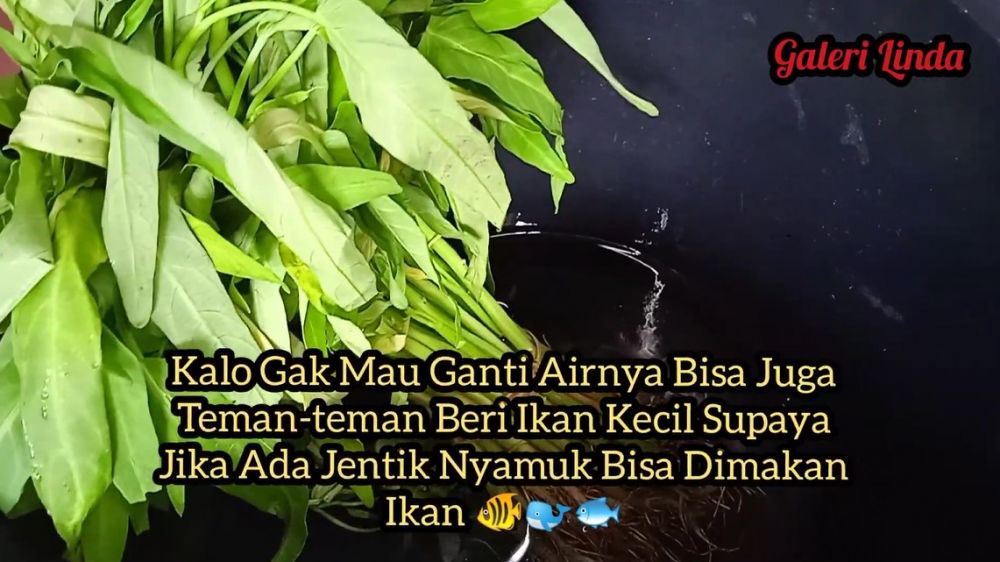 Tanpa kulkas, begini trik menyimpan kangkung agar tetap segar dan tak layu sampai 1 bulan