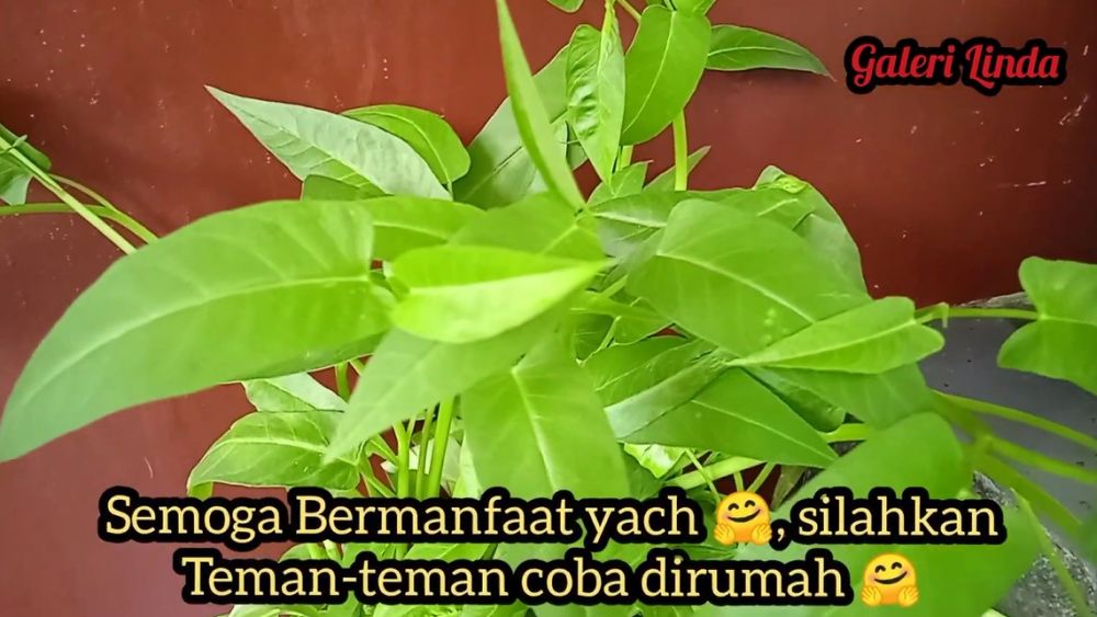 Tanpa kulkas, begini trik menyimpan kangkung agar tetap segar dan tak layu sampai 1 bulan