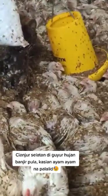 Momen pilu peternak ayamnya hanyut TikTok