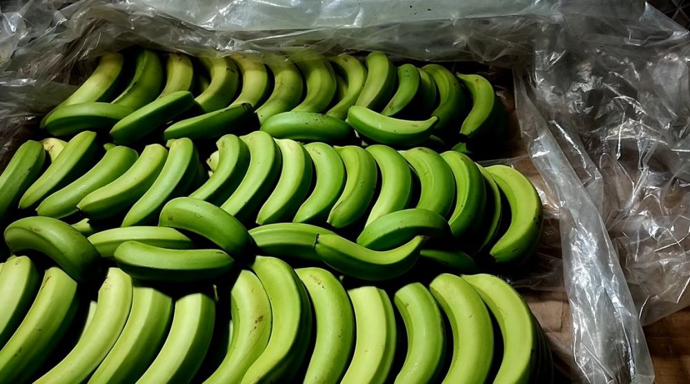 Tanpa bahan tambahan, begini trik mematangkan pisang cavendish agar kuningnya merata