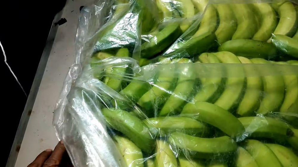 Tanpa bahan tambahan, begini trik mematangkan pisang cavendish agar kuningnya merata