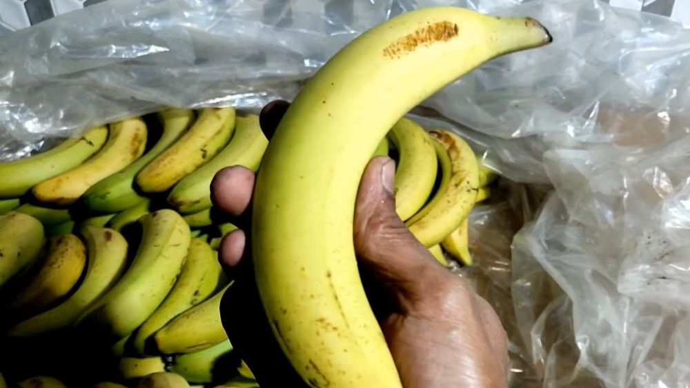 Tanpa bahan tambahan, begini trik mematangkan pisang cavendish agar kuningnya merata