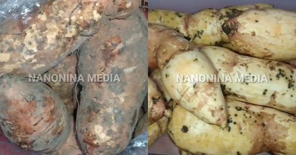 Cara cepat merebus ubi jalar agar empuk maksimal dan hemat gas, praktis cuma butuh 12 menit