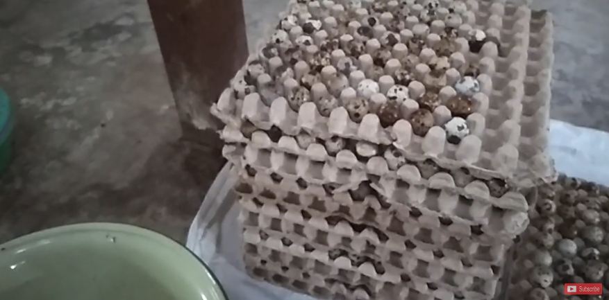 Tanpa kulkas, begini cara menyimpan telur puyuh agar awet hingga sebulan