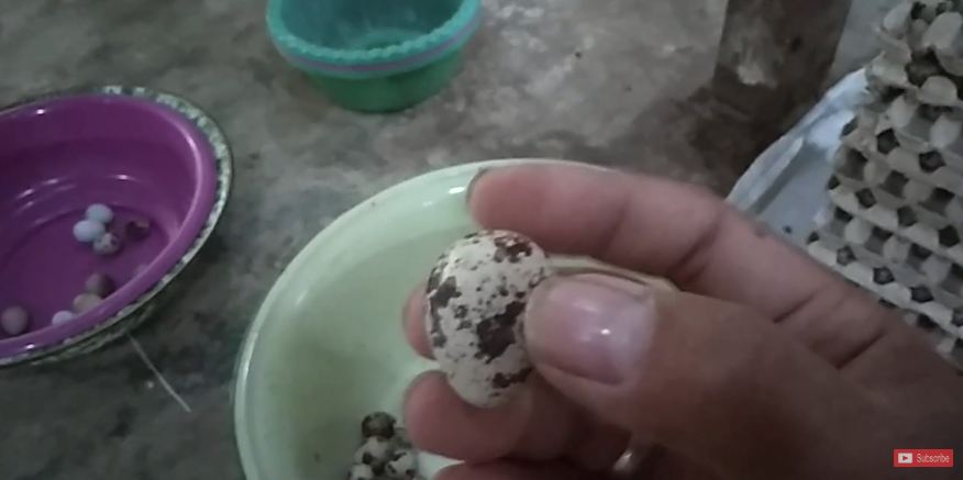 Tanpa kulkas, begini cara menyimpan telur puyuh agar awet hingga sebulan