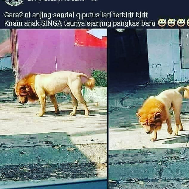 statu lucu tentang hewan di jalan © Berbagai sumber