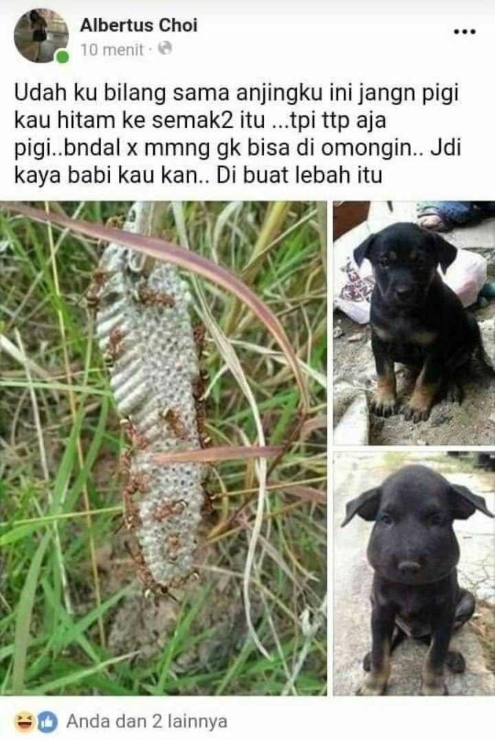 statu lucu tentang hewan di jalan © Berbagai sumber