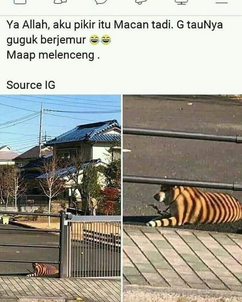 statu lucu tentang hewan di jalan © Berbagai sumber