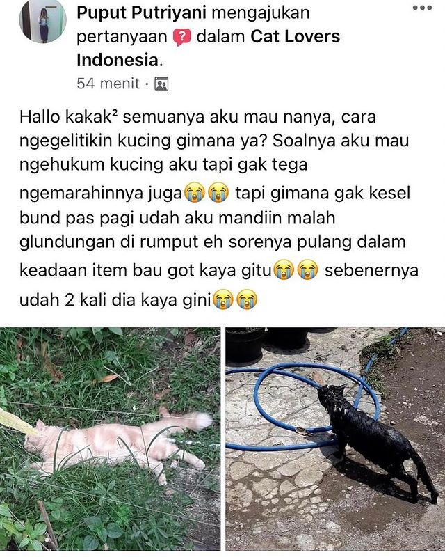 statu lucu tentang hewan di jalan © Berbagai sumber