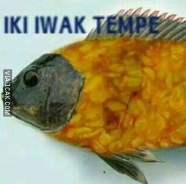 Bentuk tempe nggak biasa Berbagai sumber Bentuk tempe nggak biasa Berbagai sumber