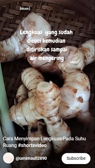 Trik menyimpan lengkuas agar tetap segar selama 23 hari, simpel tanpa kulkas