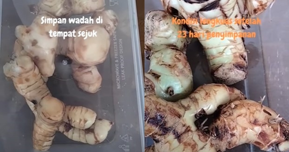 Trik menyimpan lengkuas agar tetap segar selama 23 hari, simpel tanpa kulkas