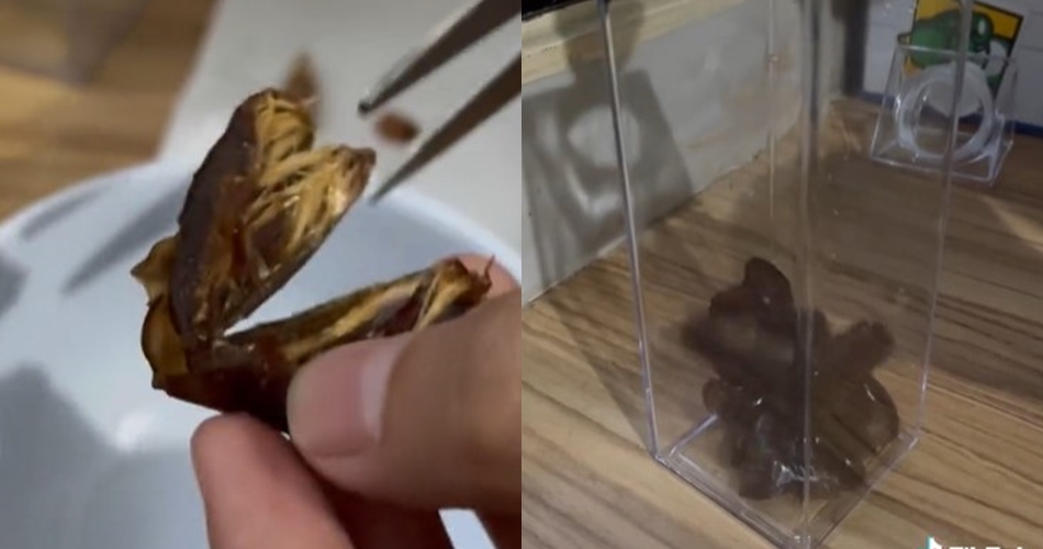 Tak butuh blender, begini cara simpel bikin susu kurma murni ala rumahan